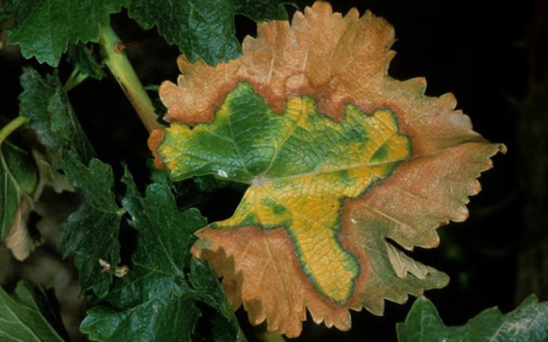 Tailgate | Managing Pierce's Disease: Lessons from Growers